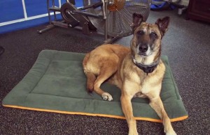This Dog Bed is Made From Recycled Water Bottles