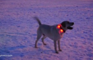 Glowdoggie Collars Keep Your Dog Easily Visable