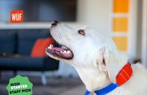 This May be the World’s Smartest Dog Collar