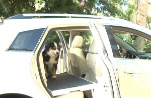 New Invention Makes Riding in the Car More Comfortable for Dogs