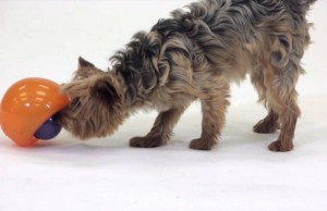 The Orbee Snoop Will Challenge and Stimulate Your Dog’s Brain