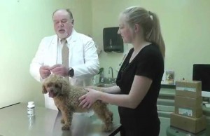 Dog Supplement Helps Prevent Periodontal Disease in Dogs