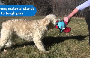 KONG Ballisitc Ears is a Fun and Durable Dog Toy