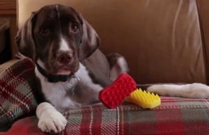 New Silicone Dog Brush Pulls Off Loose Hair and Massages