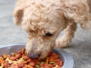 On-Site Testing Device Now Available to Pet Food Makers pet food makers device