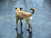 PetHub Helps Owners Track Down Lost Pets Pet Hub Helps Owners Track Down Lost Pets