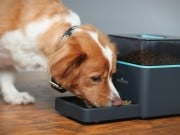 9 Best Dog Tech Devices Pet Owners Love Best Dog Tech Devices Pet Owners Love