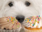 Bakery in New York Has Gone to the Dogs Bakery in New York Has Gone to the Dogs