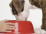 Blue Buffalo Admits to Lying About Ingredients Blue Buffalo Admits to Lying About Ingredients