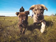 Dee for Dog Allows You to Get to Know Your Pet Much Better Dee for Dog Allows You to Get to Know Your Pet