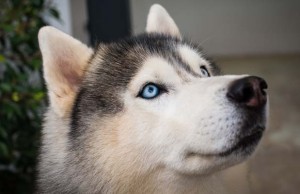 Do Dogs See In Color? Science Says Yes! Do Dogs See in Color According to Science