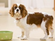 Dog Food Recalled Due to Possible Salmonella Contamination Dog Food Recalled Due to Possible Salmonella Contamination