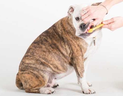 Dog Teeth Cleaning 101: How to Clean Dogs’ Teeth Dog Teeth Cleaning 101 - How to Clean Dogs' Teeth