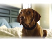 DogTelligent Has Created the First All-In-One Smart Collar for Dogs DogTelligent Has Created the First All-In-One Smart Collar for Dogs