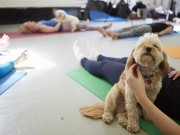 Doga is Making Working Out A Lot More Fun Doga is Making Working Out A Lot More Fun