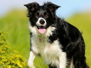 Eukanuba Launches New Campaign That Focuses on Canine Longevity Eukanuba Launching New Campaign That Focuses on Canine Longevity