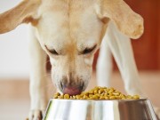 First Microwavable Dog Food Created in Japan First Microwavable Dog Food Created in Japan