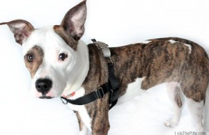 The Freedom No-Pull Harness is a Great Alternative to Traditional Leashes Freedom NoPull Harness