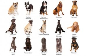 What Breed Is My Dog? Here are 4 Easy Ways to Find Out How to Tell What Breed Is My Dog