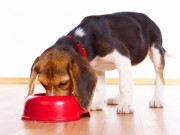 I and Love and You Sells All Natural Pet Care Products I and Love and You Sells All Natural Pet Care Products