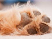 Calgary Tradeshow: Judges Name the Best New Product for Pet Care Judges Name Pet Care Line Best New Product at Calgary Tradeshow