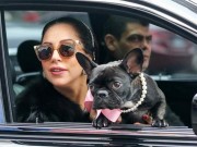 Lady Gaga To Launch a Dog Product Line Lady Gaga To Launch a Dog Product Line