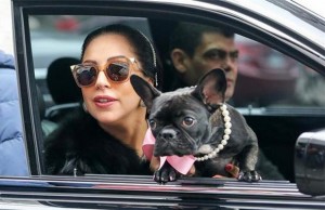 Lady Gaga To Launch a Dog Product Line Lady Gaga To Launch a Dog Product Line