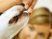 Made in the USA Jerky Treats May Not Be Safe Made in the USA Jerky Treats May Not Be Safe