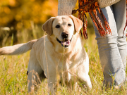 New App Matches Shelter Dogs with People Looking for a Walking Buddy New App Matches Shelter Dogs with People Looking for a Walking Buddy