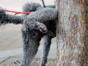 New Company Releases Product to Prevent Dogs From Peeing on Trees New Company Releases Product to Prevent Dogs From Peeing on Trees