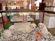 New Pet Shops Temporarily Banned in San Marcos, TX New Pet Shops Temporarily Banned in San Marcos, TX