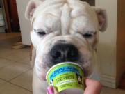 New Pet Startup Sells Doggie Fro-Yo New Pet Startup Sells Doggie FroYo