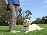New Product Helps Keep Your Dog Focused While Walking or Training New Products Helps Keep Your Dog Focused While Training