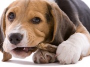 Pawstruck Provides Customers With the Highest Quality Dog Products Pawstruck Provides Customers With the Highest Quality Dog Products