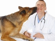 Chicago Startup Brings Technology to Pet Insurance Chicago Startup Brings Technology to Pet Insurance