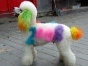 Pet Paint Lets You Customize Your Pooch Pet Paint Lets You Customize Your Pooch