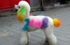 Pet Paint Lets You Customize Your Pooch Pet Paint Lets You Customize Your Pooch