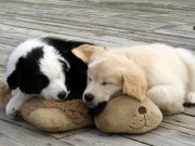 Smart Pet Love Uses Heartbeat Technology to Soothe Dogs Smart Pet Love Uses Heartbeat Technology to Soothe Dogs