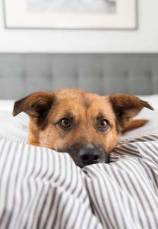 The What and Why of A Good Night’s Sleep for your Dog
