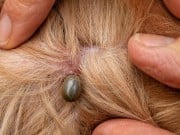 TickChek is Helping Pet Owners in High-Risk Areas TickChek is Helping Pet Owners in High-Risk Areas