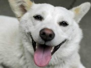 Tinder is Helping Abandoned Dogs Find New Homes Tinder is Helping Abandoned Dogs Find New Homes