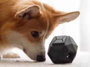 Up Dog Toys Has A New Puzzle Toy In the Works Up Dog Toys Has A New Puzzle Toy In the Works