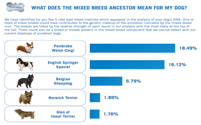 how can i figure out what breed my dog is