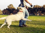 Worldwise Announces Merger With Quaker Pet Group Worldwise Announced Merger With Quaker Pet Group