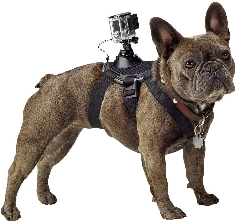 9 Best Dog Tech Devices Pet Owners Love – Top Dog Tips