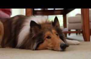 Bissell Powerlifter Vacuum is Great for Removing Pet Hair