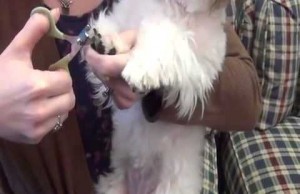 Safari Nail Trimmers Are Sharp and Durable