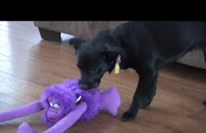 The Crazy Tug Sasquatch From Quaker Pet Groups goDog Line