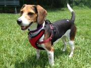 Kumfy Tailz Re-Defines Pet Comfort With Gel Pack Technology Kumfy Tailz Re-Defines Pet Comfort With Gel Pack Technology