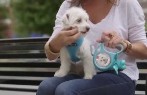 iLeesh Offers the Ultimate Custom Dog Products